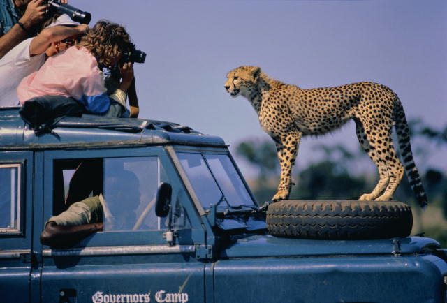Kenya: Discover the Wildlife Wonders of Masai Mara & the Scenic Shores of Lake Naivasha