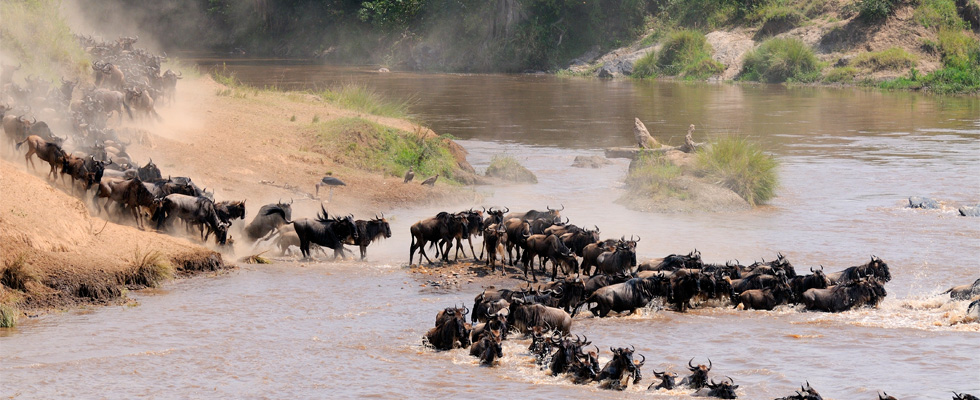 Kenya: Discover the Wildlife Wonders of Masai Mara & the Scenic Shores of Lake Naivasha