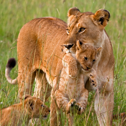 Kenya: Discover the Wildlife Wonders of Masai Mara & the Scenic Shores of Lake Naivasha