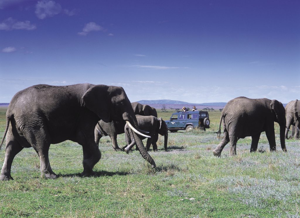 Kenya: Discover the Wildlife Wonders of Masai Mara & the Scenic Shores of Lake Naivasha