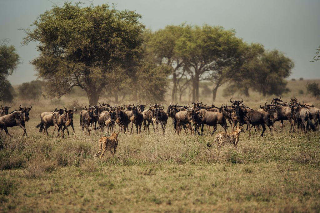TANZANIA: Affordable 4 Days Private Safari -Explore Tarangire, Serengeti & Ngorongoro.