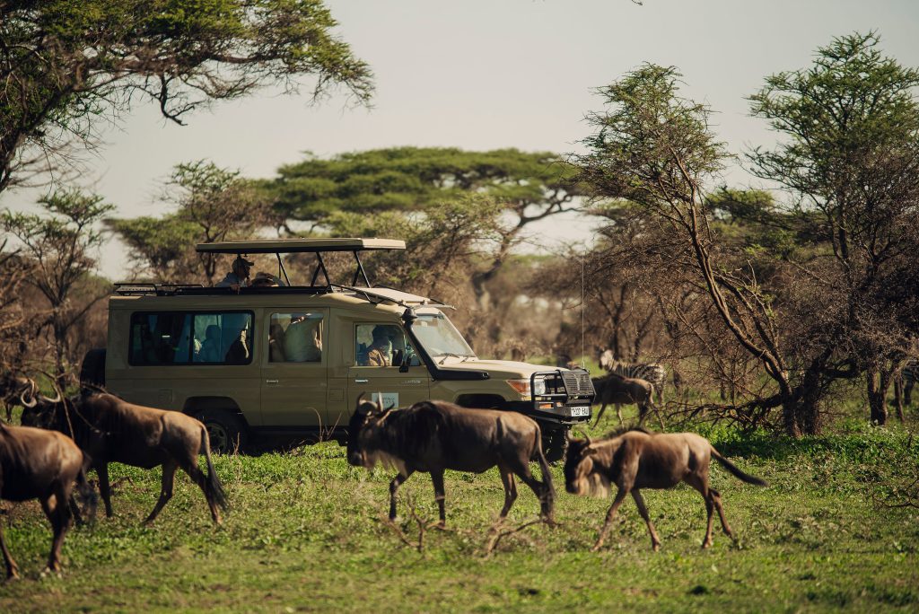TANZANIA: Affordable 4 Days Private Safari -Explore Tarangire, Serengeti & Ngorongoro.
